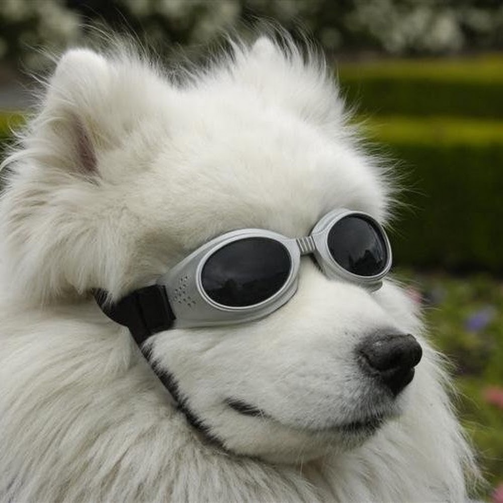 Meet your Posher, Lily